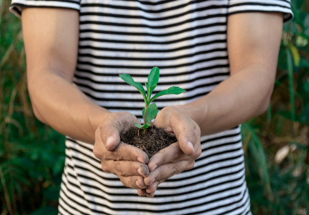 Ökologie-Konzept Hände halten Pflanze ein Bäumchen mit am Boden Weltumwelttag - Foto, Bild