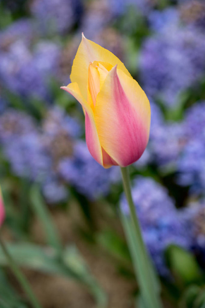 Eccezionale fiore di tulipano colorato fioritura nel giardino primaverile - Foto, immagini