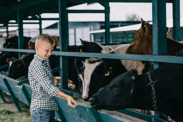 szczęśliwe dziecko w kraciaste koszule karmienia krów w stajni - Zdjęcie, obraz