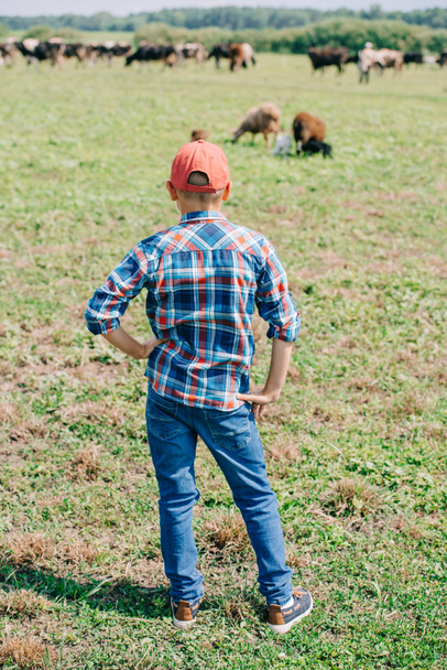 Widok z tyłu chłopca w kraciaste koszule, stojąc i patrząc na krów pasących się w dziedzinie  - Zdjęcie, obraz