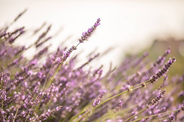Fiori viola lavanda in fiore con sfondo sfocato
 - Foto, immagini