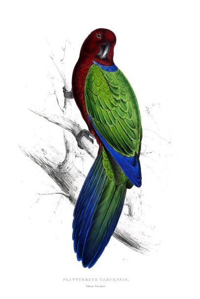 Illustrazione di pappagallo. Vecchia immagine
 - Foto, immagini