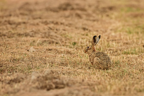 茶色うさぎ - うさぎ座 europaeus、ヨーロッパの草原、牧草地やフィールドから一般的なウサギ. - 写真・画像