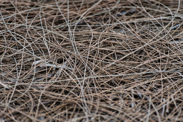 Muchas agujas de pino caídas, secas y ahora marrones yaciendo en el suelo, formando patrones naturales
. - Foto, Imagen