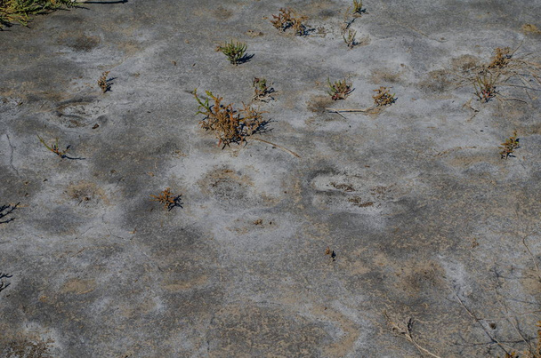farbenfrohe, trockene salzhaltige Bodenoberfläche mit Salzflecken und tiefschwarzen Rissen - Foto, Bild