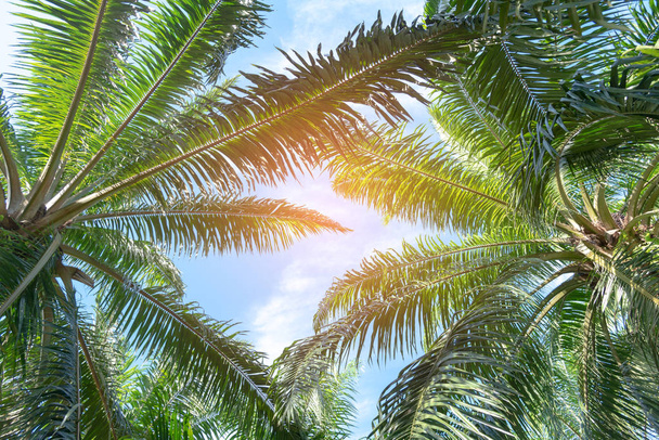 Dolní pohled na palmy s modrou oblohou, Palmy na tropické pláži. - Fotografie, Obrázek