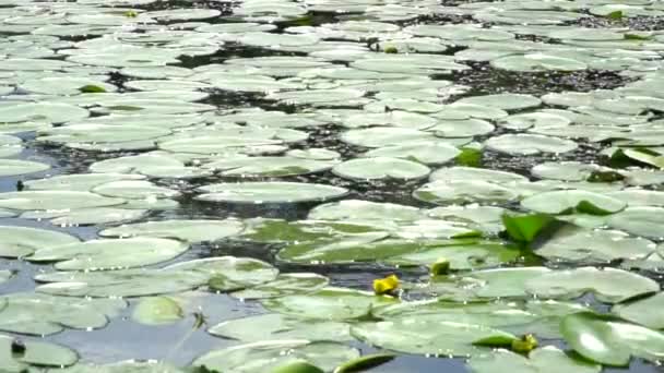 Young man with long hair enjoying the wildlife in the river among the water lilies, smells flower - Footage, Video