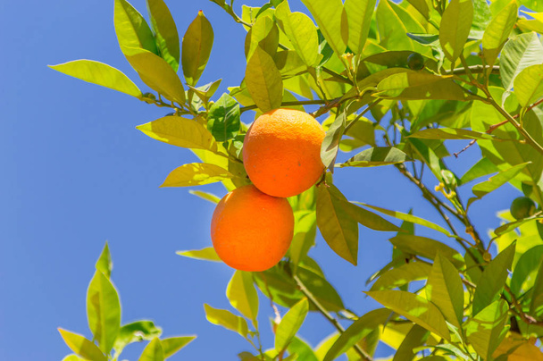 Ağaç üzerinde iki turuncu meyve. - Fotoğraf, Görsel