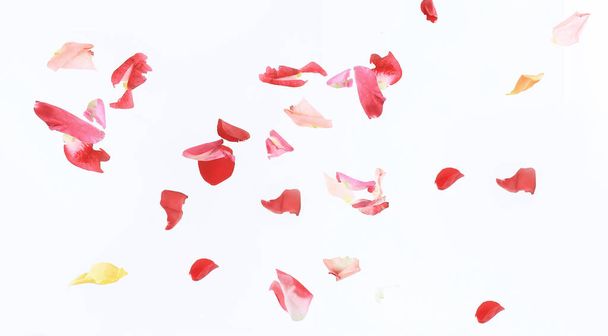 abstract background of pink petals.photo with place for text - 写真・画像