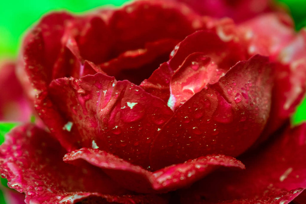 Rosenblüte im Garten - Foto, Bild