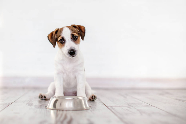 Dog eating food from bowl. Puppy jackrussell terier with dogs food - Foto, Imagen