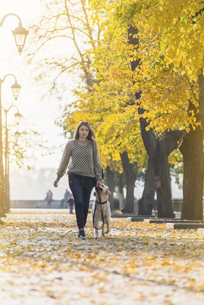 Μια ξανθιά είναι το περπάτημα με ένα Λαμπραντόρ σε ένα πάρκο το φθινόπωρο. - Φωτογραφία, εικόνα