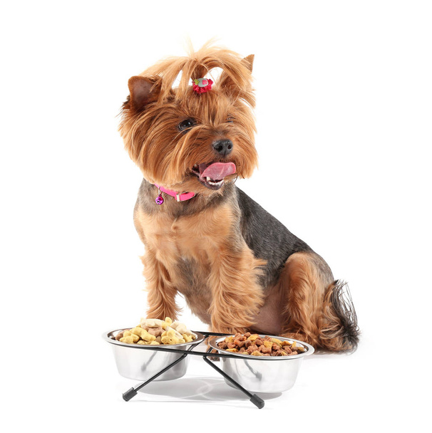 Söpö hauska koira lähellä kulhoja ruoan kanssa valkoisella taustalla
 - Valokuva, kuva
