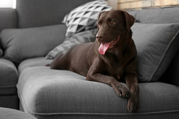 Netter lustiger Hund auf dem Sofa zu Hause - Foto, Bild