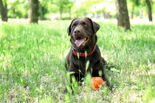 Lindo perro divertido con pelota de goma en el parque
 - Foto, Imagen