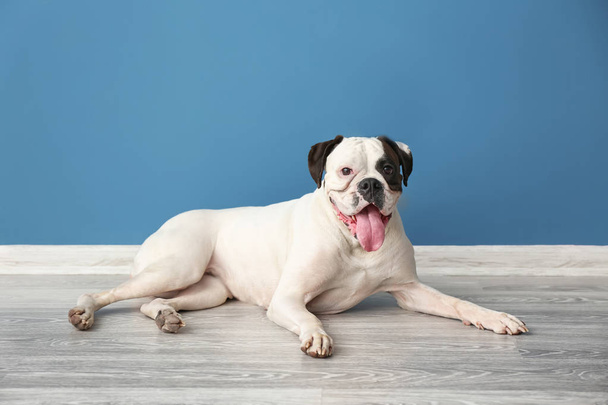 Мила смішна собака біля кольорової стіни
 - Фото, зображення