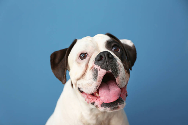 Roztomilý legrační pes na barevném pozadí - Fotografie, Obrázek