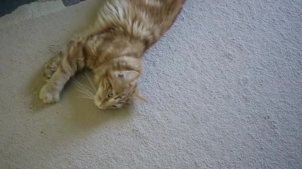 Grande rojo gato crianza Maine mapache mentir y estiramiento en un blanco alfombra
 - Metraje, vídeo
