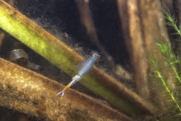 妖精エビ (Eubranchipus grubii) をクローズ アップ。自然の中での水中写真。逆さまの状態で水を泳ぐ小さな美しい白い甲殻類。池や湖の生息地. - 写真・画像