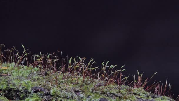 Mosses, Division Bryophyta, is small growing in damp or shady locations at tropical rain forest. - Footage, Video