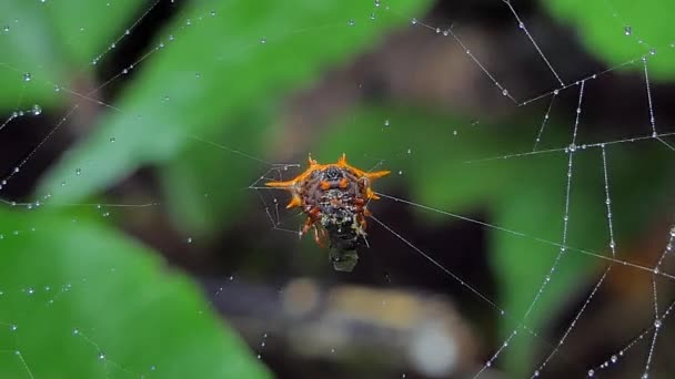 Spinnen vangen insecten op spinnenweb en eten in het tropisch regenwoud. - Video