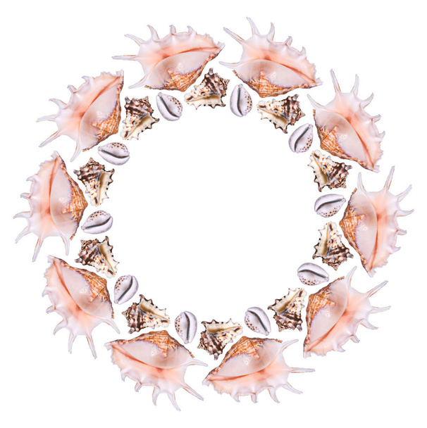 Round frame from different sea shells on a white background - 写真・画像