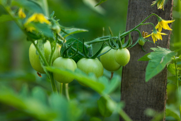 Grüne Tomaten im Garten - Foto, Bild