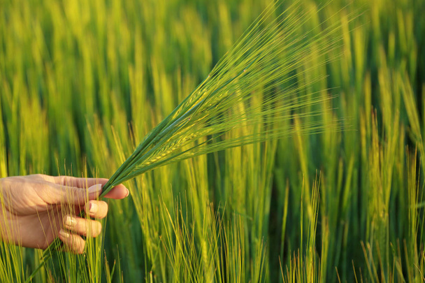 Woman holding wheat spikelets in green field - Foto, Imagen