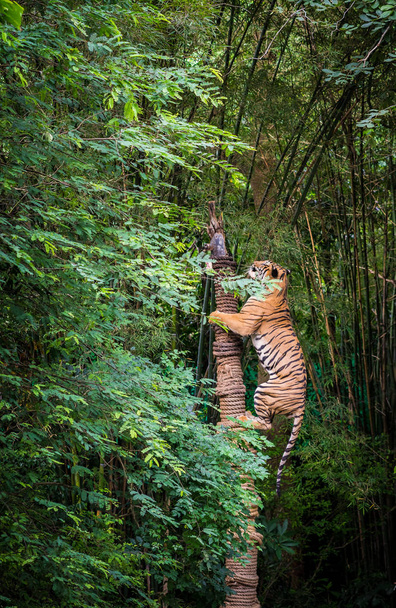 tigre subió el tronco de la carne en el zoológico
 - Foto, imagen