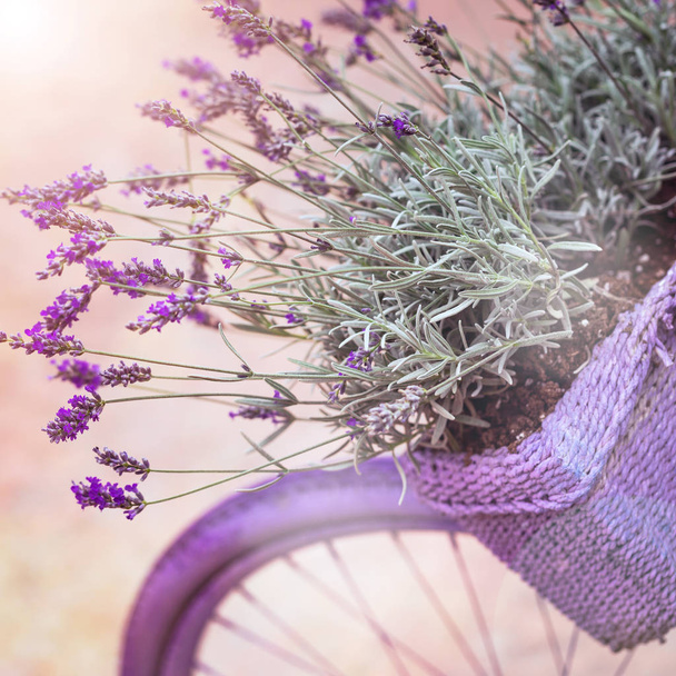 Vélo violet avec des fleurs de lavande dans un panier. Photo dans un style rétro. Image tonique. Concentration sélective
. - Photo, image