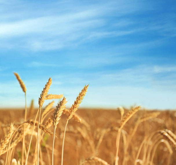 Weizen-Stacheln im Feld an sonnigem Tag - Foto, Bild