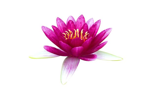 Lotus pink flower isolated on white background - Фото, изображение