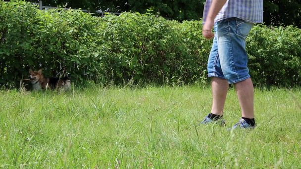 Ουαλλέζικο Corgi σκύλος παίζει με το ραβδί στο γρασίδι - Πλάνα, βίντεο