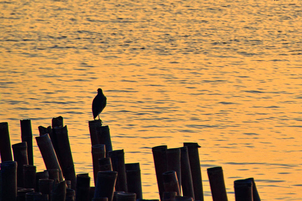 Pássaro solitário wating para isca sob a água, enquanto luz dourada e reflexão de água na parte da manhã
. - Foto, Imagem