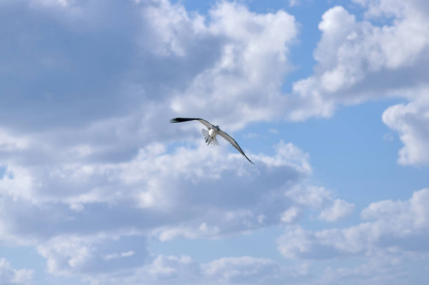 Large sea bird Albatross flies over the sea - Фото, изображение