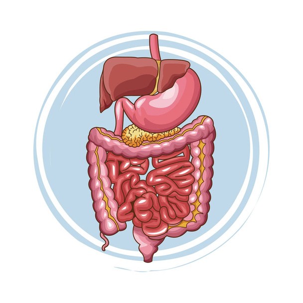 Cartaz do sistema digestivo
 - Vetor, Imagem