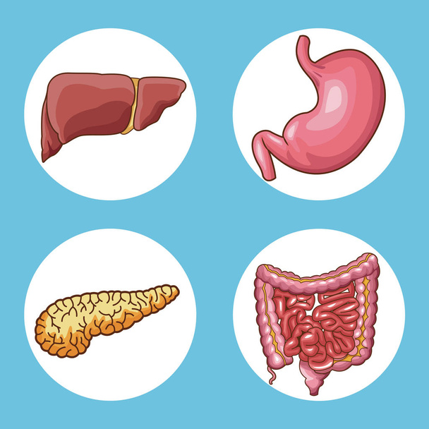 Concepto del sistema digestivo
 - Vector, imagen