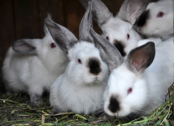 La cage est un troupeau de jeunes lapins de race californienne
 - Photo, image