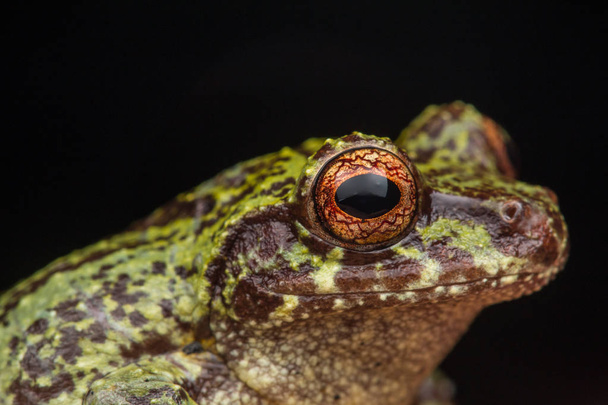 Макрос зображення докладно жаба в глибоких джунглях на острові Борнео - Фото, зображення
