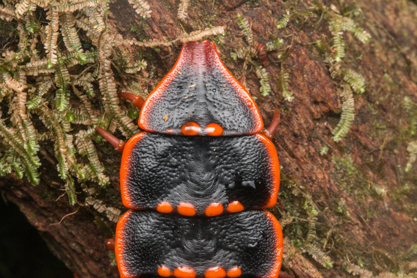 Coléoptère trilobite, gros plan sur le coléoptère trilobite, Duliticola, un insecte rare de Bornéo
. - Photo, image