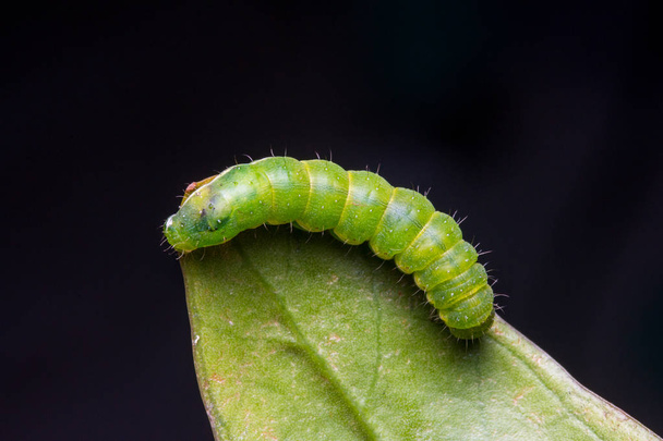 Macro Image of Beautiful Green Caterpillar on green leaf  - Photo, Image