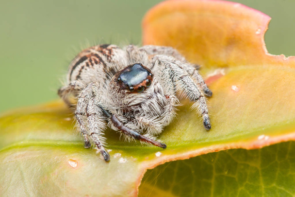 Стрибки павук зеленим мохом з розмиття фону, Закри з стрибки павук, стрибки павук Борнео - Фото, зображення