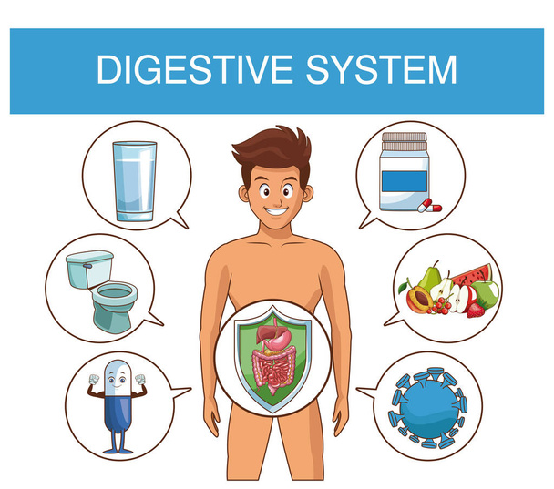 Concepto del sistema digestivo
 - Vector, Imagen