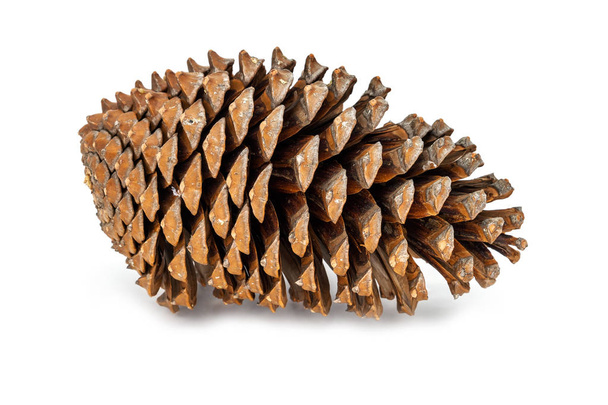 Pine Cone Isolated On White, close up of decoration for christmas - Photo, Image