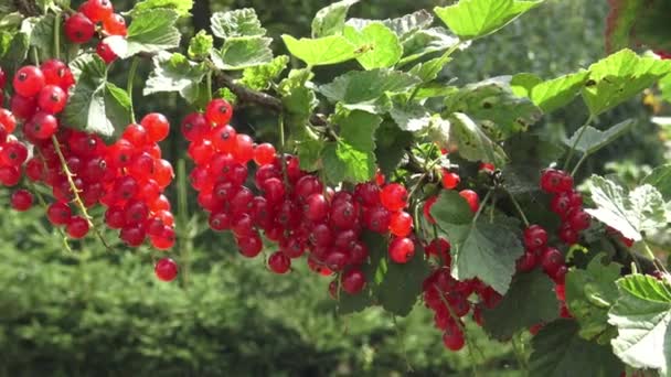 grosella roja colgando de un arbusto en el jardín - Imágenes, Vídeo