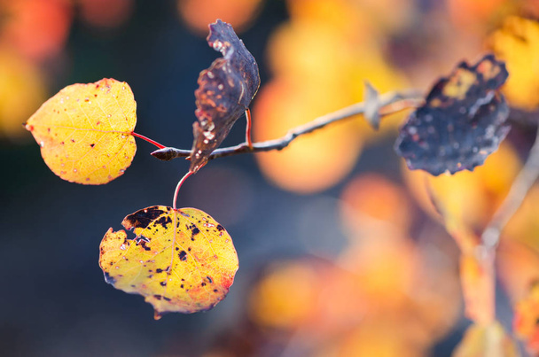 Ветвь осенних листьев осины жёлтая. Красота в природе
 - Фото, изображение