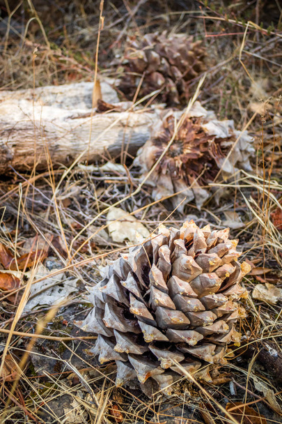 Pine Cones in Pinnacle National Park - Photo, Image