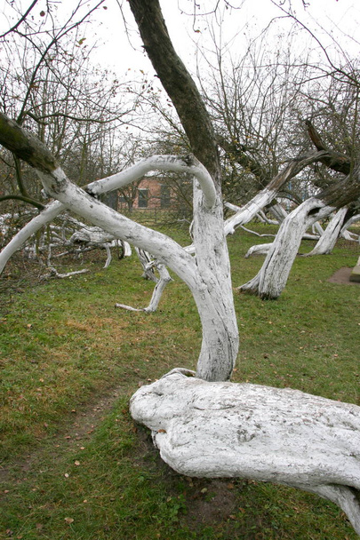 Cudowne starożytne 200 lat apple Sad Kolonia 15 misternie wygięte drzew w Krolevetz, Ukraina - Zdjęcie, obraz