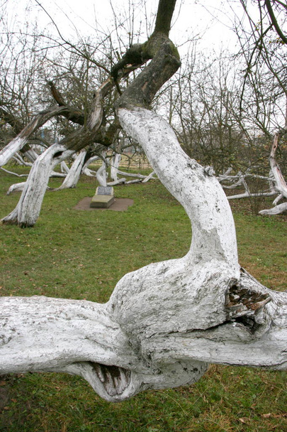 Cudowne starożytne 200 lat apple Sad Kolonia 15 misternie wygięte drzew w Krolevetz, Ukraina - Zdjęcie, obraz
