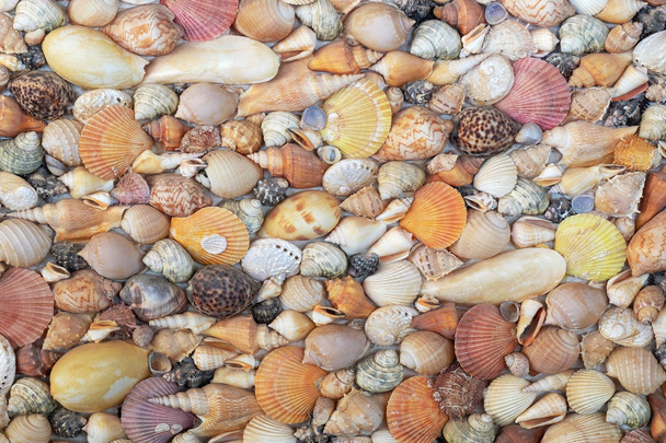Varias conchas marinas en un parque al aire libre de decoración de paredes de hormigón
. - Foto, Imagen